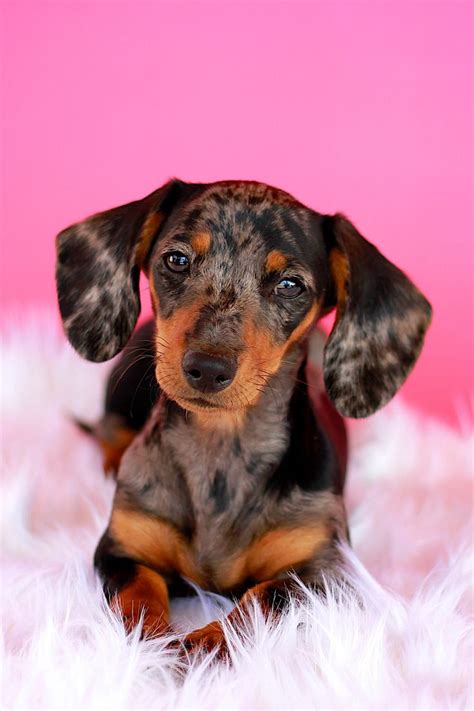 No puppy leaves our home until they have been wormed and have had their first vaccination. 143 best images about Dapple Dachshunds on Pinterest | I ...