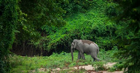 Thailand Ranks As One Of Worlds Best For Wildlife Travel