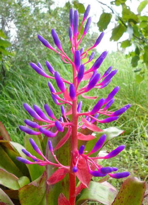 Bromeliad Types Neoregelia Bromeliads View More Miniature Bromeliads