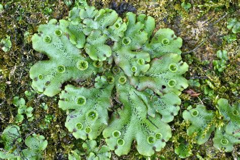 Marchantia, genus of liverworts (creeping ribbonlike plants) in the order marchantiales, commonly found on moist clay or silty soils, especially on recently burned land throughout the northern. Marchantia polymorpha L., 1753 | CBNFC ORI