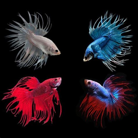 Buy 5 Assorted Crowntail Betta Aquarium Fish Online AQ