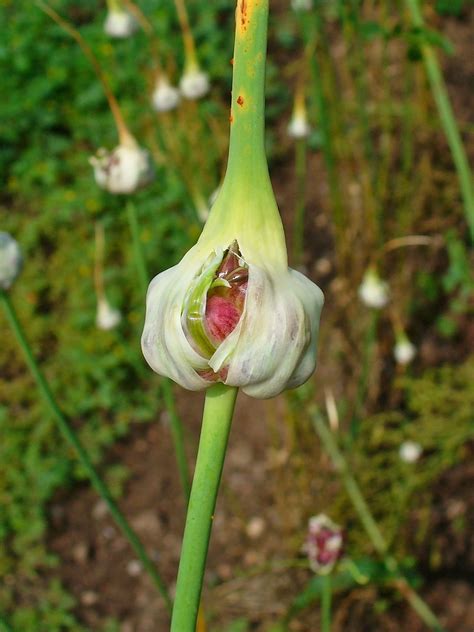 It pulls double duty, too, and attracts friendly flyers such as butterflies to your garden. Plants That Repel Insects in Gardens | Gardens, The ...