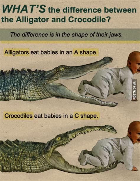 Difference Between An Alligator And A Crocodile 9gag