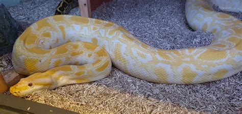 Adult Proven Pair Of Burmese Python Reptile Forums