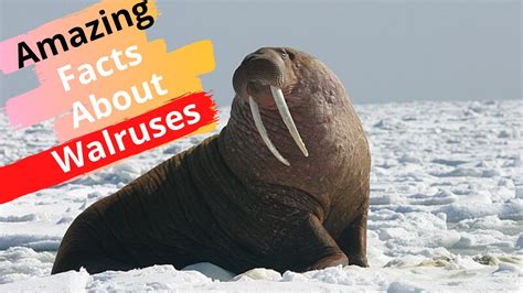 Top 25 Amazing Facts About Walruses Youtube