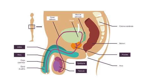 Lappareil Génital Masculin Schéma