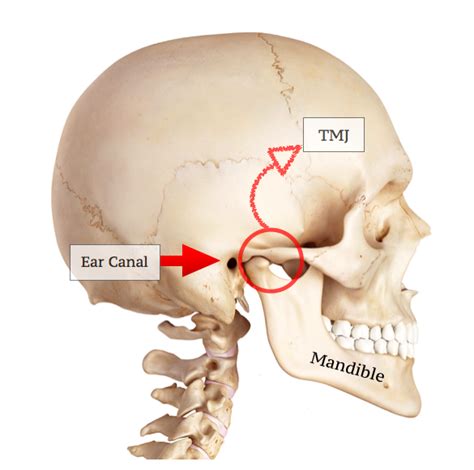 A first glance shows that this is one large mass of detailed and irregular bone. TMJ — Bristol Massage Clinic