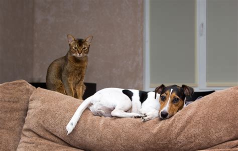 How To Choose The Best Pet Friendly Living Room Furniture