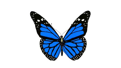 Blue Monarch Butterfly Png Images And Photos Finder
