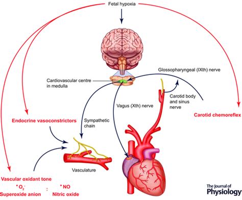 The Fetal Brain Sparing Response To Hypoxia Physiological Mechanisms