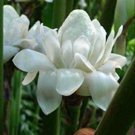 Pokok bunga kantan putih | Shopee Malaysia