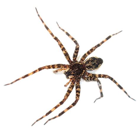 If you suspect activity at your home please give us a call. Spider Control and Prevention in Minneapolis, St. Paul MN ...
