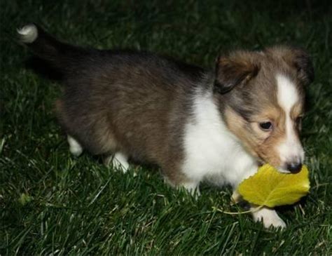 Find puppies for sale and dogs for adoption near you. Adorable and Friendly SHELTIE PUPPIES! (AKC) for Sale in ...