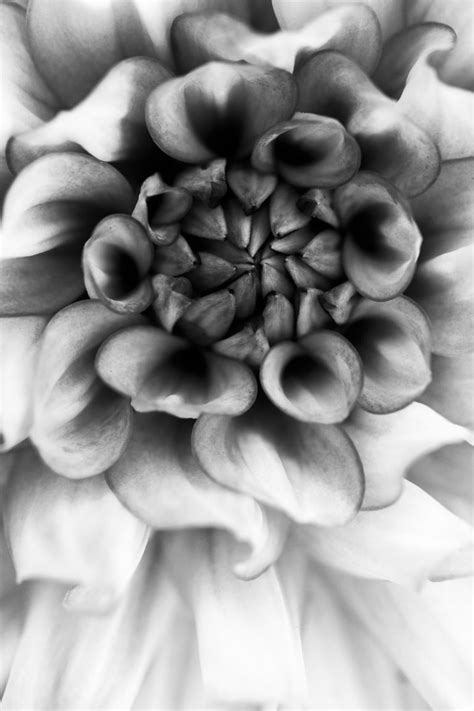 5 Secrets For Stunning Black And White Macro Photography