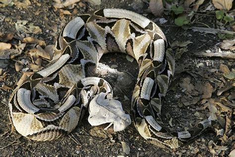 The Most Dangerous Venomous Snakes Africa