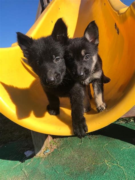Fees for german shepherd dogs and puppies adopted from a gsd rescue vary but you can always find out by doing online research or by calling or emailing the gsd rescue organization for more information. German Shepherd Puppies For Sale | Woodstown, NJ #324170