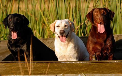 Labrador Retriever Full HD Wallpaper and Background Image | 1920x1200 | ID:277679
