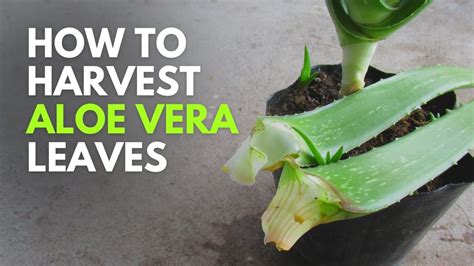 How To Harvest Aloe Vera Leaves The Clean Way Youtube