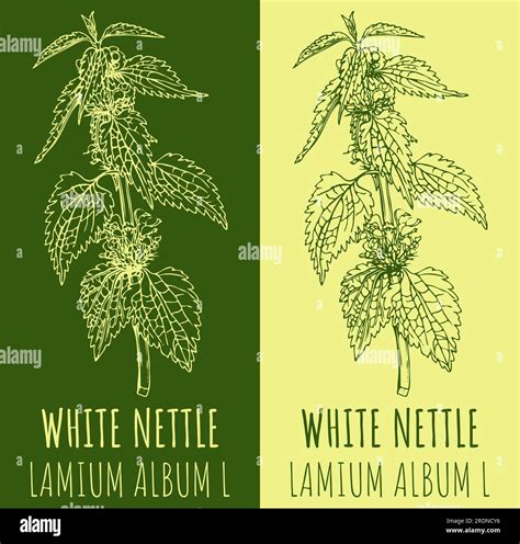 Vector drawing WHITE NETTLE . Hand drawn illustration. The Latin name