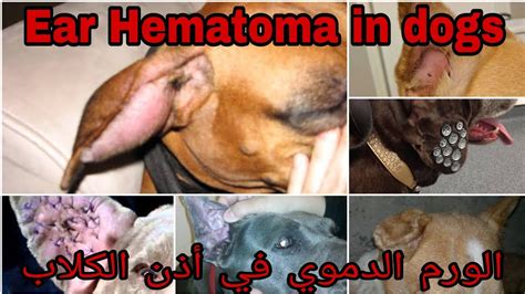الورم الدموي في أذن الكلاب Treatment Of Ear Hematoma In Dogs Youtube