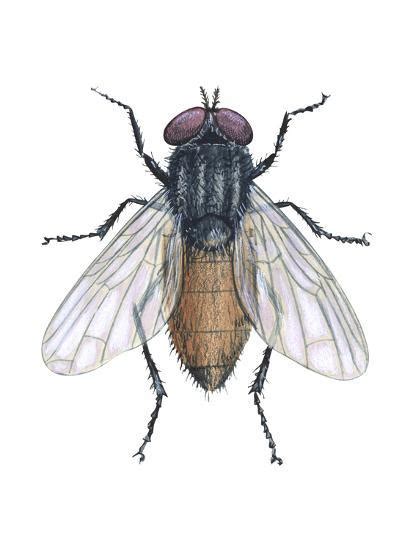 Housefly Musca Domestica Insects Prints Encyclopaedia Britannica