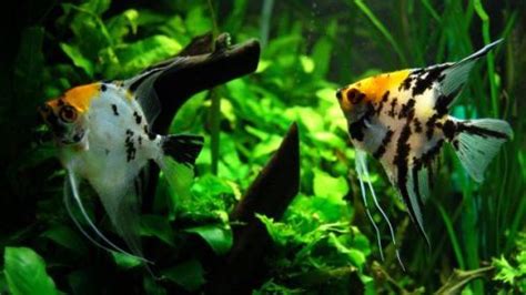 .sorprendilo con regali ricercati e insoliti. Un acquario in regalo? Niente panico! | Tutto Zampe