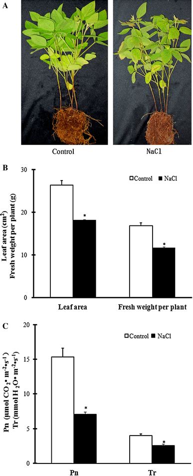 Effects Of Salt Stress Mm Nacl For Month On Growth A Leaf