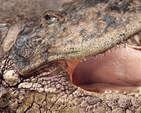 Purussaurus is an extinct genus of giant caiman that lived in south america during the miocene epoch. Purussaurus