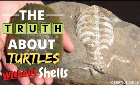 Turtles Without Shells 5 Fascinating Reasons Why Turtles Without