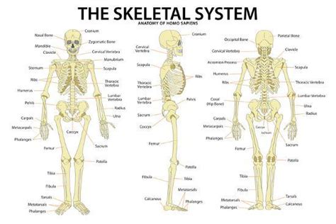 Download free large charts and posters today. 'The Skeletal System Anatomy and Physiology Science Chart' Prints - | AllPosters.com