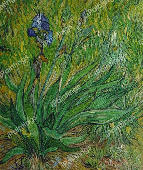 Irises Painting By Vincent Van Gogh Reproduction Ipaintings Com