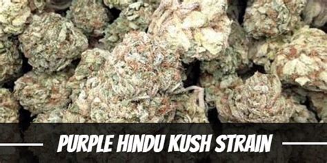 Purple Hindu Kush Strain Information And Review Updated