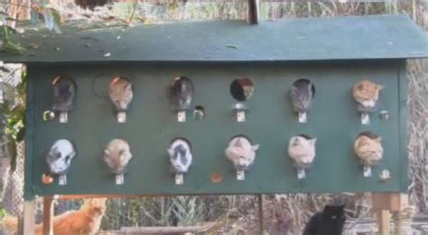 We had one cat and a different, feral cat just followed our cat into the cat door, found the food and munched away. You Can Tame Feral Cats - Neatorama