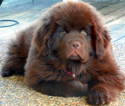 If I Get Another Dog It Will Be One Of These Brown