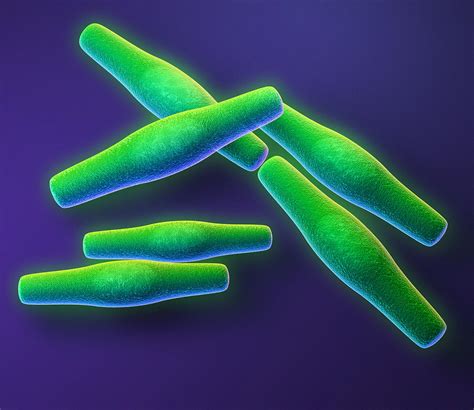 Anthrax Bacteria Photograph By Roger Harris