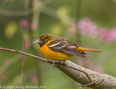 This popular animal has also been the namesake of the state's professional baseball team, the baltimore orioles, since the late 19th century. baltimore oriole female | Welcome to NancyBirdPhotography.com