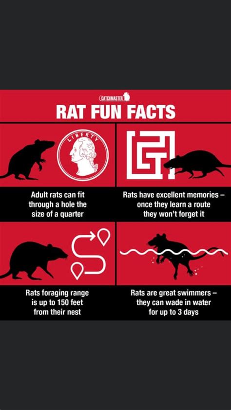 Pest control results from 1900 points on. Classic Pest Control Operators, Inc. - Home | Facebook