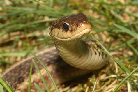 Like all other squamates, snakes are ectothermic, amniote vertebrates covered in overlapping scales. Are Garter Snakes Poisonous? - Embora Pets
