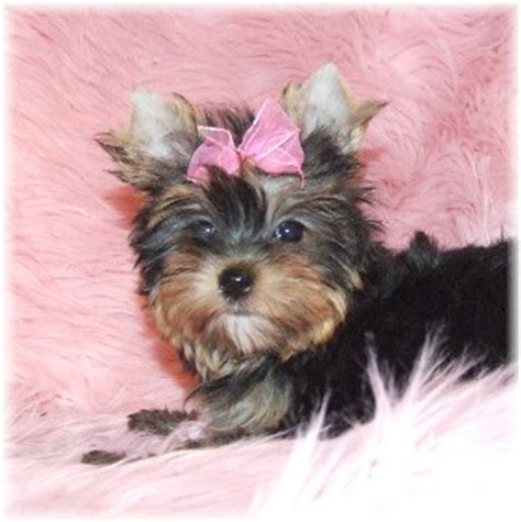 There are lots of pups and dogs for adoption a small adoption fee applies. Parti Yorkies