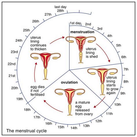 Pin On Menstrual Cycle