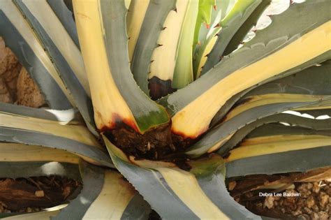 981 agave cactus products are offered for sale by suppliers on alibaba.com, of which artificial plant accounts for 1%, aquatic plants accounts for 1%, and bonsai accounts for 1%. Agave Snout Weevil - Saguaro Cactus Sales | Phoenix Arizona