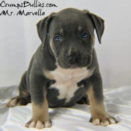 We breed and sell pit. XL XXL Pitbull Puppies for Sale | Crump's Bullies XL Pit ...