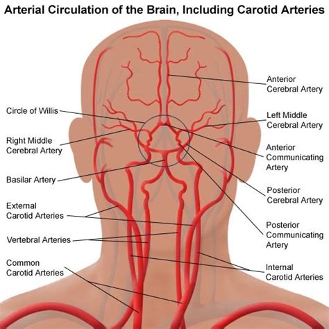 When an area of the brain. Arteriole circ of brain, & carotid arteries | Carotid artery, Arteries anatomy, Headache cure