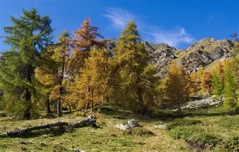 Wallpaper Autumn Trees Mountains Italy Piedmont Images For Desktop