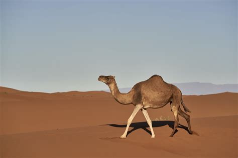 Why Do Camels Have Humps — Today You Should Know