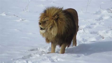 The Rare Snow Lion Raww