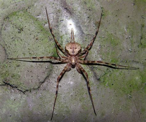 Two Tailed Spider Hersiliidae Borneo Also Known And Lon Flickr