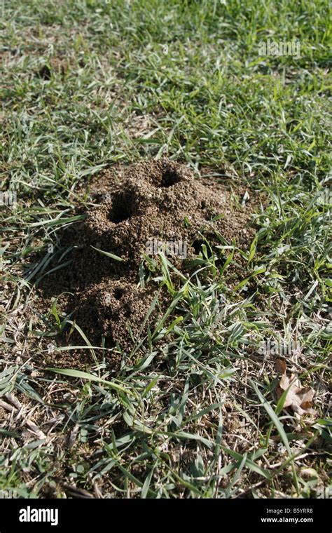 Ant Holes Hi Res Stock Photography And Images Alamy