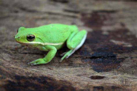 Green Tree Frogs - Frogs & Toads - Amphibians