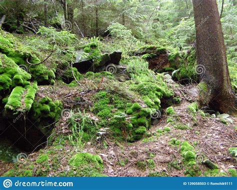 Beautiful Green Moss On Stones In The Forest Stock Image